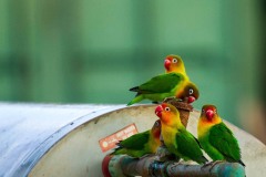 Safari fauna e orizzonti